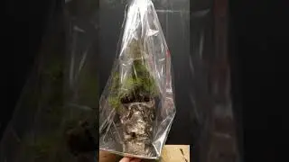 Упаковка бонсай