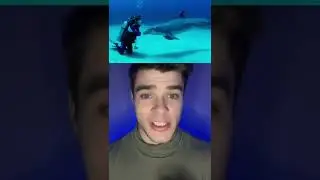 Дельфин Ударил Дайвера В Спину И Вы Будете В Шоке‼️😱 