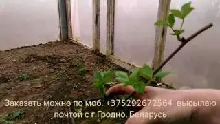 Ежевика, сорт 