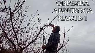 ОБРЕЗКА АБРИКОСА НА ДОМАШНЕМ УЧАСТКЕ 2023 ЧАСТЬ 1