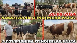 CHORNI PYOSTR GIBRID SIMINTAL GINOJINLAR KELDI 1-2 TUG'ISHIGA BUGOZ