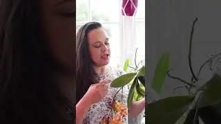 Stem and crown rot in Phalaenopsis orchids | How to prevent and treat these infections  #orchidcare