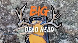 We Had To Get Permission To Bring This Home! | 2025 Dead Head Rescue!