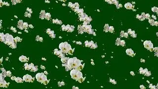 Flowers falling free green screen video