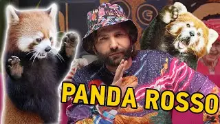 IL PANDA ROSSO
