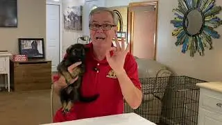 How to Control German Shepherd Puppy Biting!!! MUST WATCH!!!