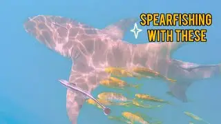 Breaking into Spearfishing with Lemon Sharks