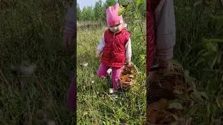 Как правильно собирать грибы  