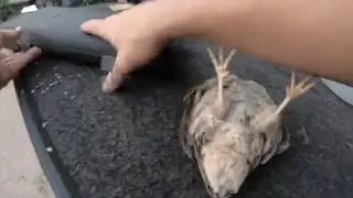 How To butcher A Quail (No Waste)