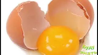 Какие ЯЙЦА лучше- Белые или Коричневые?