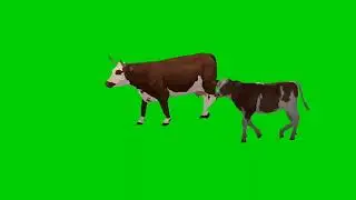 गाय और बछड़ा! Green screen video! No copyright!