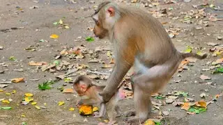 Monkey Rozy really loves baby monkey Saro. Where is your baby monkey Rockstar?
