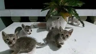 Asmr with my cats