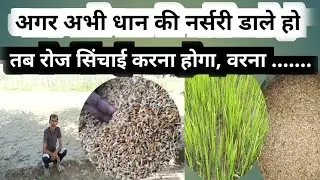 धान की नर्सरी किस महीने डालें | रोज सिंचाई करें | dhan nursery | dhaan ki narsari kis mahine Karen ?