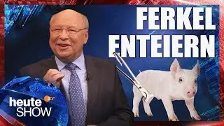 Ferkelkastration: Die Tierquälerei geht weiter | heute-show vom 09.11.2018