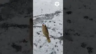 Открытие сезона твёрдой воды #2 2022