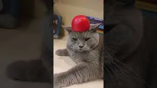 Сэр Маус