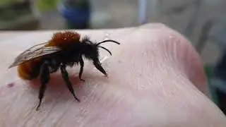 Female Mining bee Andrena feeding on my hand.