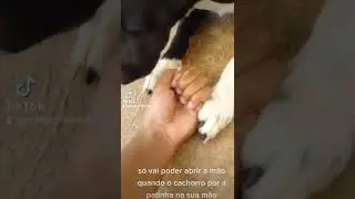 comando da a patinha