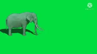 green  screen elephant video- | green screen elephant walking | elephant animation green