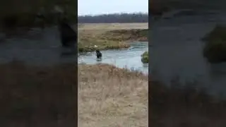 Поехал смотреть лёд,а тут лось