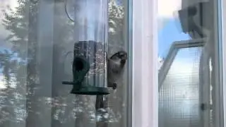 Vogeltjes aan het raam