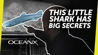 Can We Film this Bioluminescent Shark?
