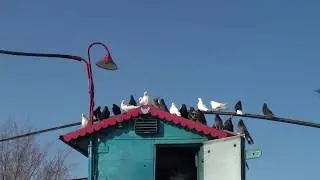 Conversation of old lovers of Nikolaev bird. Part 1
