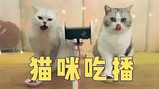 沉浸式猫咪吃肉肉，这个声音太上头了！！｜花花与三猫 Cat Live