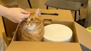 cat that is accustomed to automatic feeders and waits when the time comes