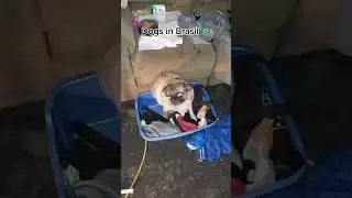 Dogs have rhythm in Brasil 🇧🇷😂