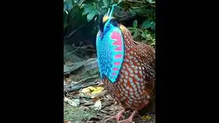 Amazing voices of birds | Nature's beauty