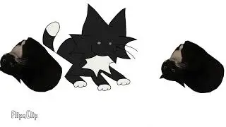 Maxwell the cat