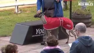 RED MILLS & TSC Unraced Bitch Stake