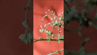 తిరుగులేని వశీకరణ శక్తి ☝️#naturalmedicine #nature #vaseekaranashakthi