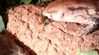 BTS eating a snail.