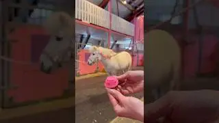 So easy and fun😍 #shorts #horse #hairstyle #pink