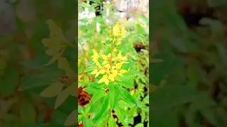 Habang naglalakad ako, nakita ko tong magandang halaman na namumulaklak ng kulay 💛 except sa orchid