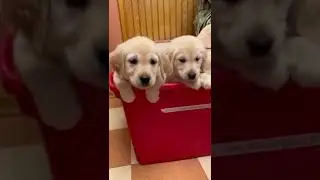 #shorts #puppy y #cutepuppy #firsttrip