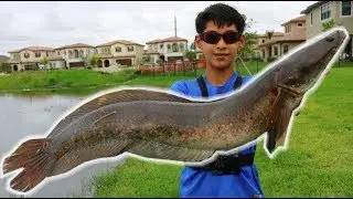 Catching GIANT snakehead in South Florida!! - How to catch snakehead
