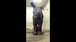 Hi world, I is here 🦏 #TZTankPuppy
