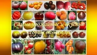Самые урожайные и вкусные сорта томатов