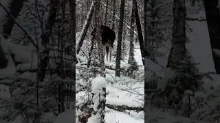 работа собак по лосю!