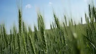 Футаж поле созревающей пшеницы.