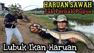 Ikan Haruan Sawah Tak Pernah Habis