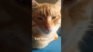 Cuteness overload in my orange cat 😍 #cat #kitten #catlover #catshorts