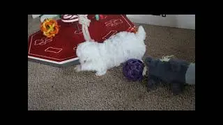 Meet Hala the Poodle Puppy!