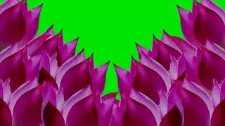 Lotus as Curtain in Opening Green Screen  - HD - 4K