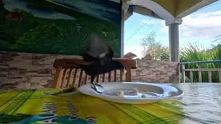 Oiseau Pèrenoir rougegorge, passereau des petites Antilles