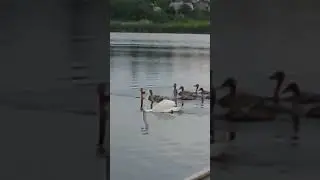 Лебеді 🦢🦢